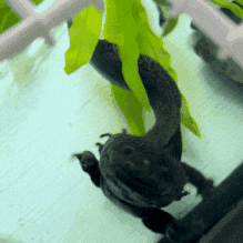 Axolotl GIF by Valley Zoo Development Society