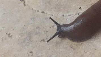 Jura GIF
