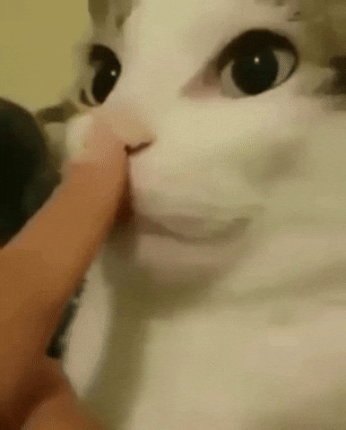 Cat Laugh GIF