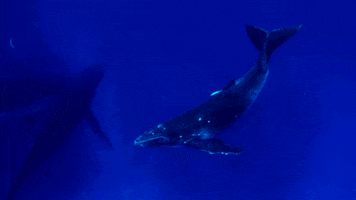 humpback whale ocean GIF