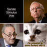 Mitch Mcconnell Cat