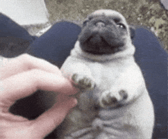 Pibble GIF