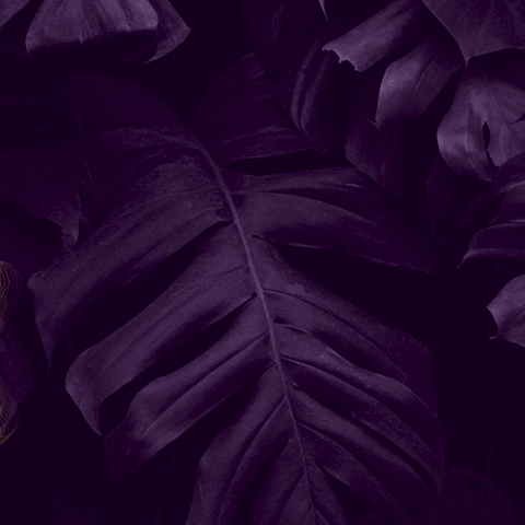 Ada Cantina Urbana GIF