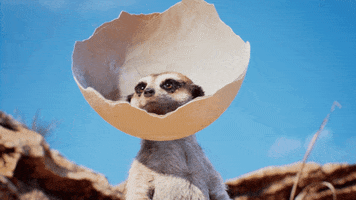 Sniff Meerkat GIF by Unreal Engine