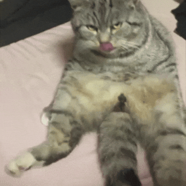 Cat Laugh GIF
