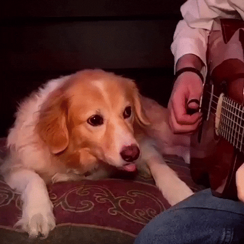 Guitar Playing GIF - Find & Share on GIPHY