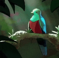 Bird GIF