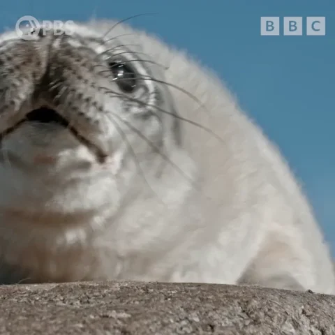Wildlife Seal GIF