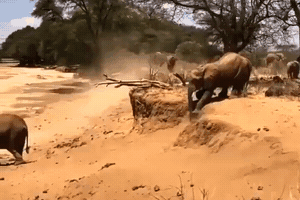 mother elephant teaching her baby