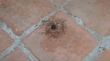 Circle GIF