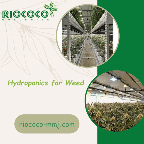 Hydroponics For Weed GIF