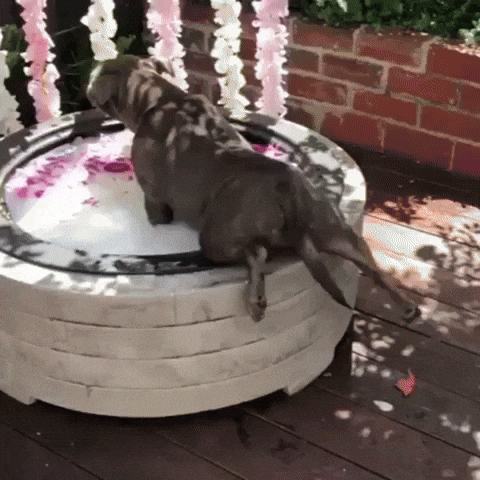 Video gif. Gray pitbull waddles into a foamy bath resting peacefully on a deck with a curtain of white and pink flowers. Magenta petals are scattered throughout the water, and we get an adorable montage of the dog completely basking in the beautiful day and vibrant nature while being handwashed thoroughly.