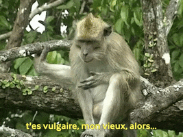 Monkey GIF