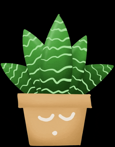 Vidsfelisilda plant cactus zebra succulent GIF