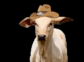 Campo Nutrição Animal GIF