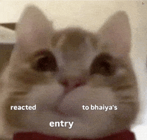 Cats Love GIF