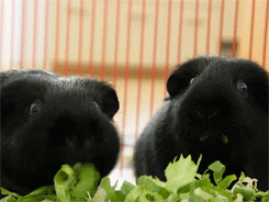 rabbit eating GIF