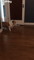 Quirky Corgi Slowly Backs Out Of Room GIF by ViralHog