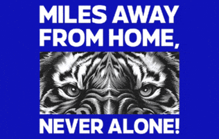 Thom Haye Viking GIF