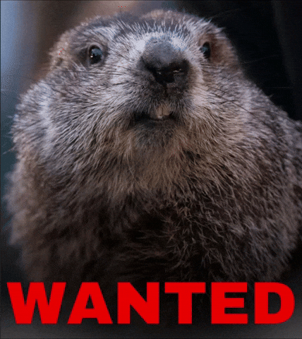 Dead Or Alive Groundhog GIF