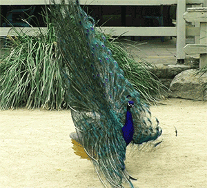 Featured image of post Peacock Png Gif : Share the best gifs now &gt;&gt;&gt;.