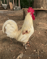 Chicken Rooster GIF by Buck Hills Farm
