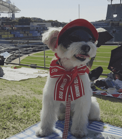 Dog Baseball GIF