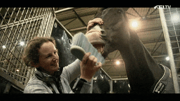 horse pony GIF by FEI Global