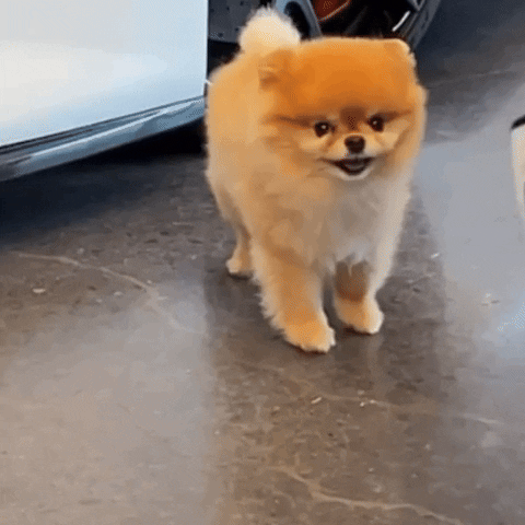 Cute Dog Shake It Off GIF