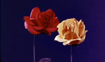 stanley donen flowers GIF by Maudit
