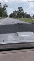 Cars Pause To Let Ducks Pass GIF by ViralHog