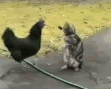 cat vs GIF