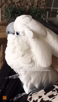 Harley the Cockatoo Just Loves to Relax
