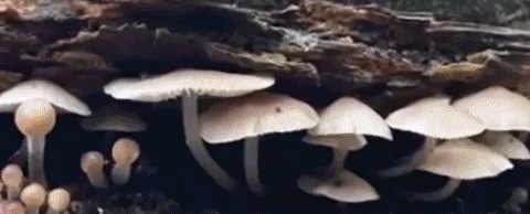 Hongos GIF
