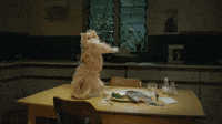 200w.gif