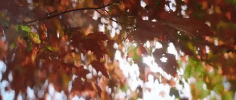 Summer Fall GIF by Aaron Taos - Find & Share on GIPHY