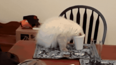 Cat Falling GIF - Find & Share on GIPHY