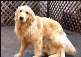 dog surprise fur golden retriever GIF