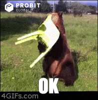 Chill Bear GIF by ProBit Global