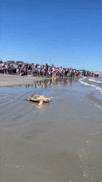 Crowd Cheers as Rehabilitated Sea Turtles Released