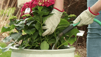 Endless Summer Hydrangeas GIF