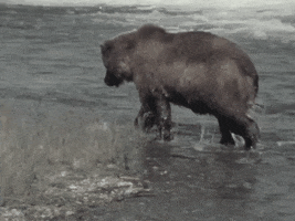 Brown Bear GIF by US National Archives