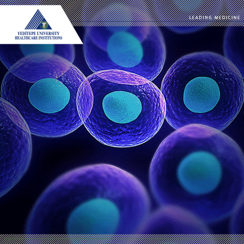 yeditepehealthcareinstutions yeditepe stemcelltreatment yeditepeistanbul stemcelltechnology GIF