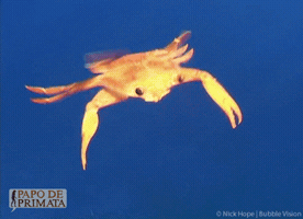 papodeprimata siri crustacean crustaceo arthropoda GIF