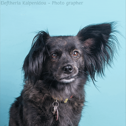 kalpenidouphotography mydog velentza GIF