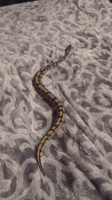 200.gif?cid=fc005b08133aa04b0048d84d816350774a0351d22f793c09&rid=200.gif&ct=g