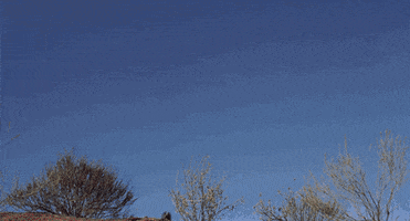 fetus  GIF