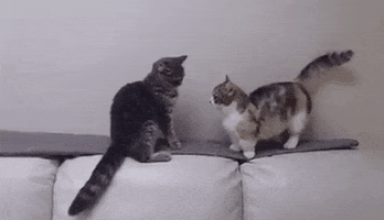 iqbal  GIF