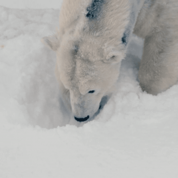 List 102+ Wallpaper Polar Bear In The Snow Full HD, 2k, 4k 09/2023