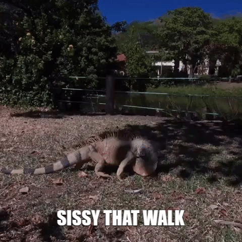 Costa Rica Travel GIF